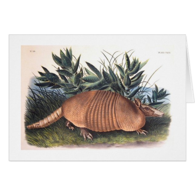 Cartão O tatu de Audubon (Frente Horizontal)