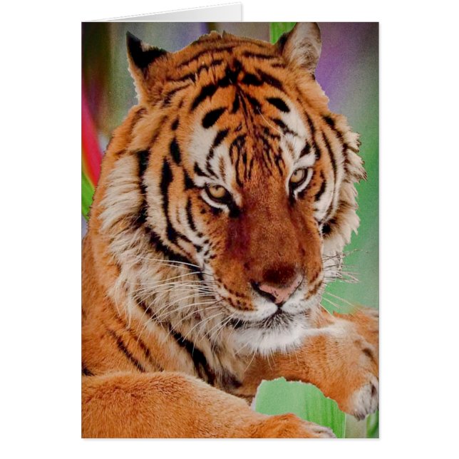 Cartão O Tigre Bengal (Frente)