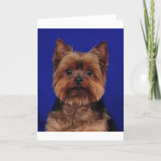 Cartão O Yorkie
