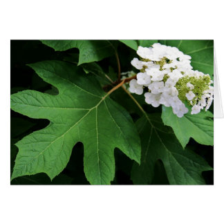Cartão "oakleaf hydrangea" por Larry Coressel