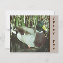 Cartão Obrigado Mallard Duck Wild Bird Apreciação
