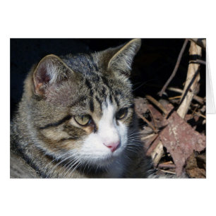 Cartão Observando o pássaro