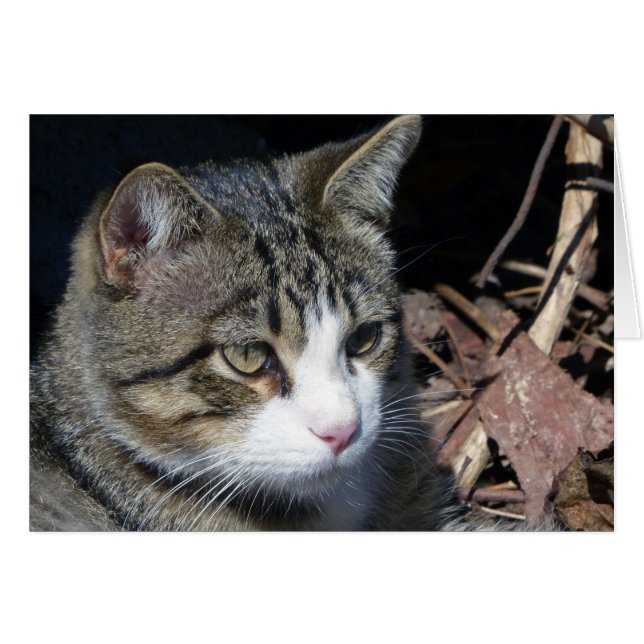 Cartão Observando o pássaro (Frente Horizontal)