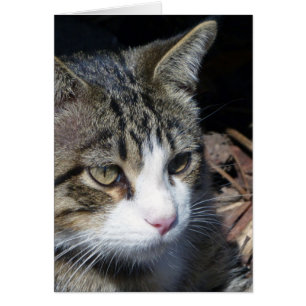 Cartão Observando o pássaro