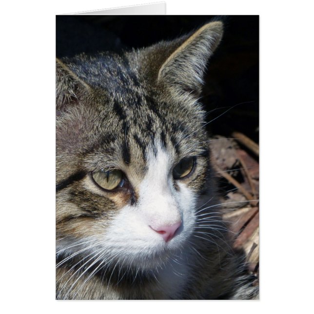 Cartão Observando o pássaro (Frente)