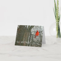 "OBTENHA AO POÇO LOGO" /BRIGHT O CARDEAL VERMELHO