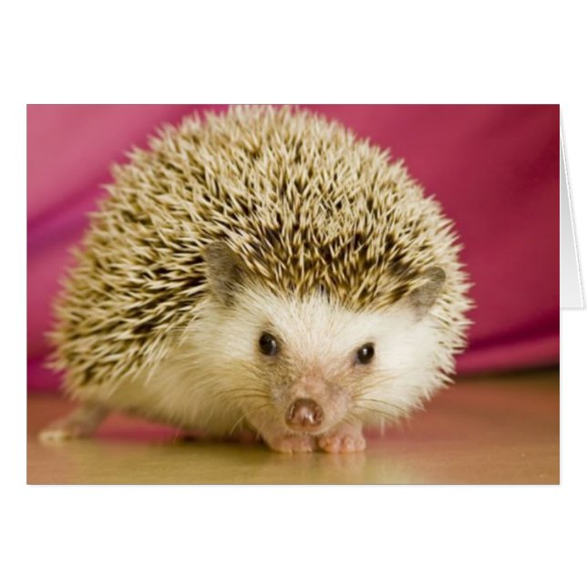 Cartão ocasião de cobertura universal (Frente Horizontal)