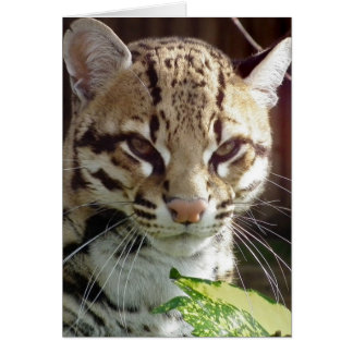 Cartão Ocelot