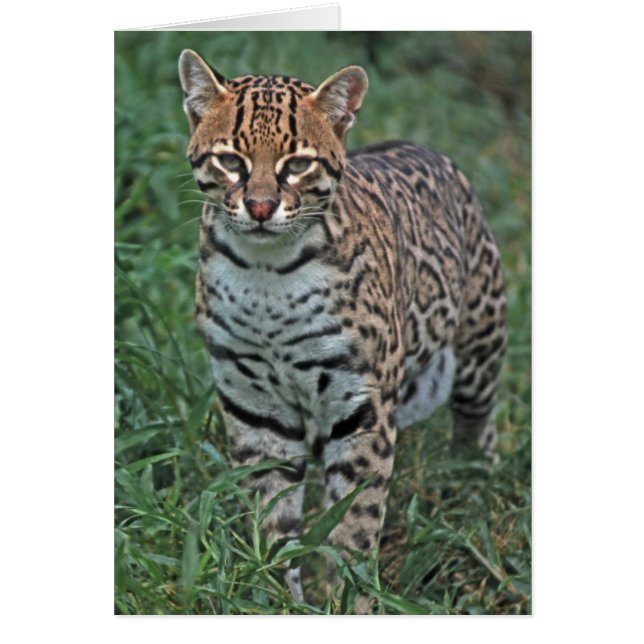 Cartão OCELOTE (Leopardus pardalis) AMÉRICA CENTRAL (Frente)