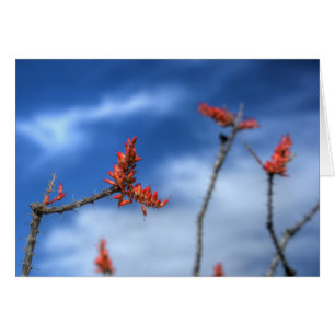 Cartão Ocotillo Blooms
