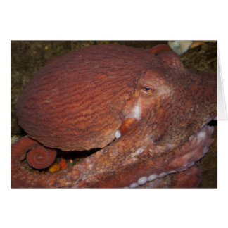 Cartão Octopus gigante do Pacífico Norte