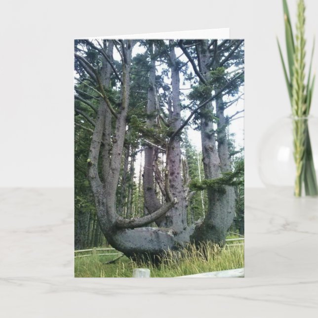 Cartão Octopus Tree, Cape Meares, Oregon (Frente)