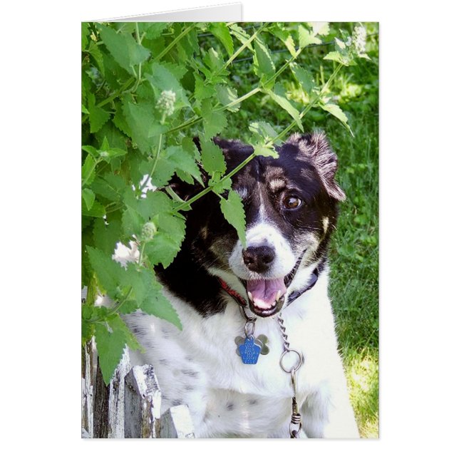 Cartão Ocultar E Procurar (Frente)