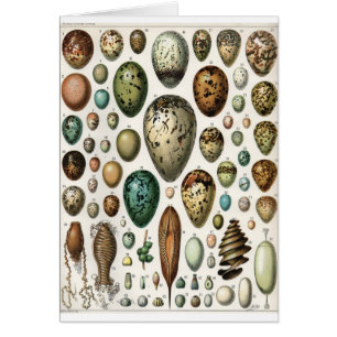 Cartão Oeufs