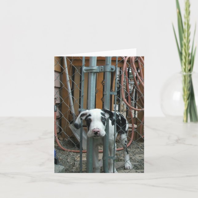 Cartão "Oh Cash!" Grande Dane Puppy (Frente)