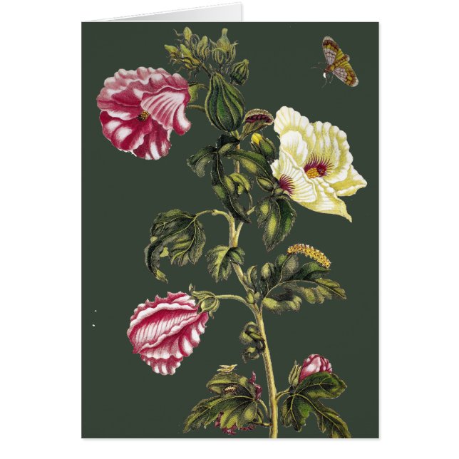 Cartão Okra (Frente)