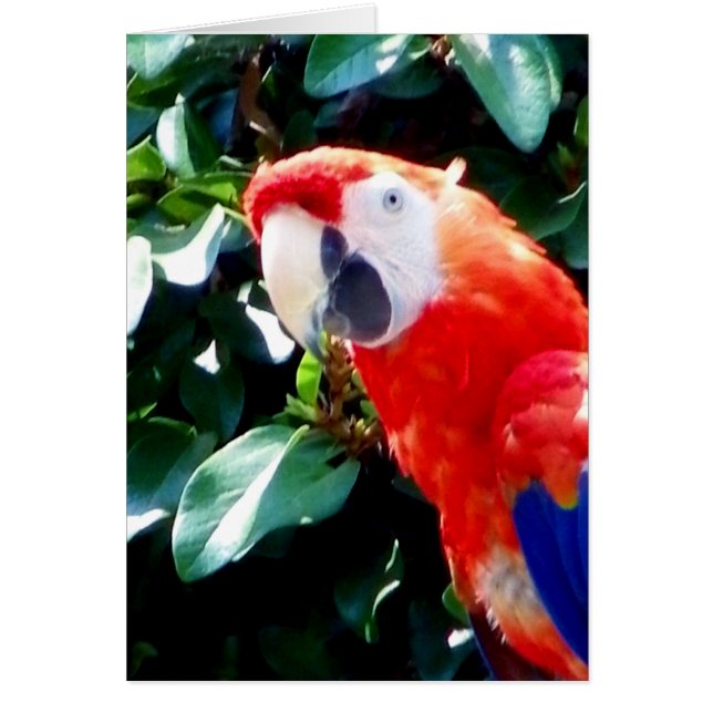 Cartão Olá_ (Frente)