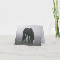 Olá Cavalo Equestre Western Miss You Love