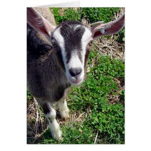 Cartão Olá Lá, Goat