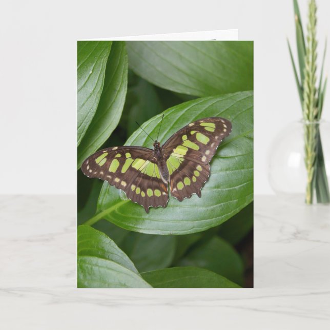Cartão Olbrich Butterfly 2 (Frente)