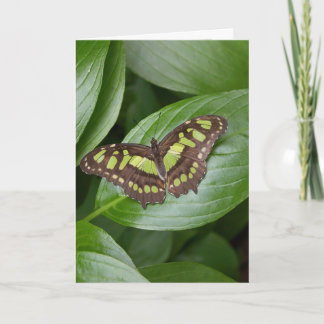 Cartão Olbrich Butterfly 2