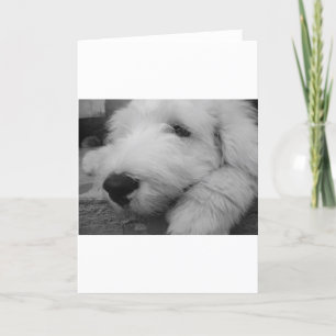 Cartão Old English Sheepdog