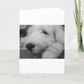 Cartão Old English Sheepdog