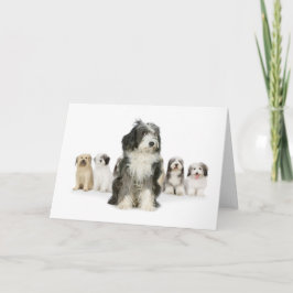 Cartão Old English Sheepdog Greeting Cards