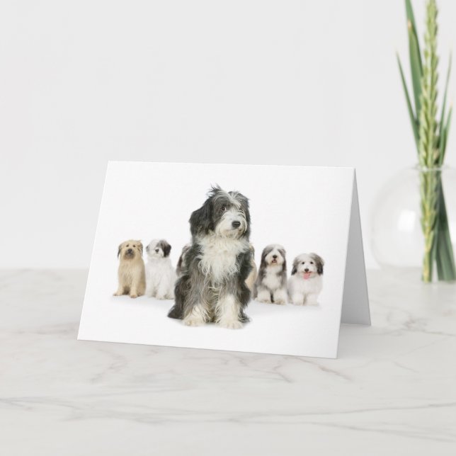 Cartão Old English Sheepdog Greeting Cards (Frente)