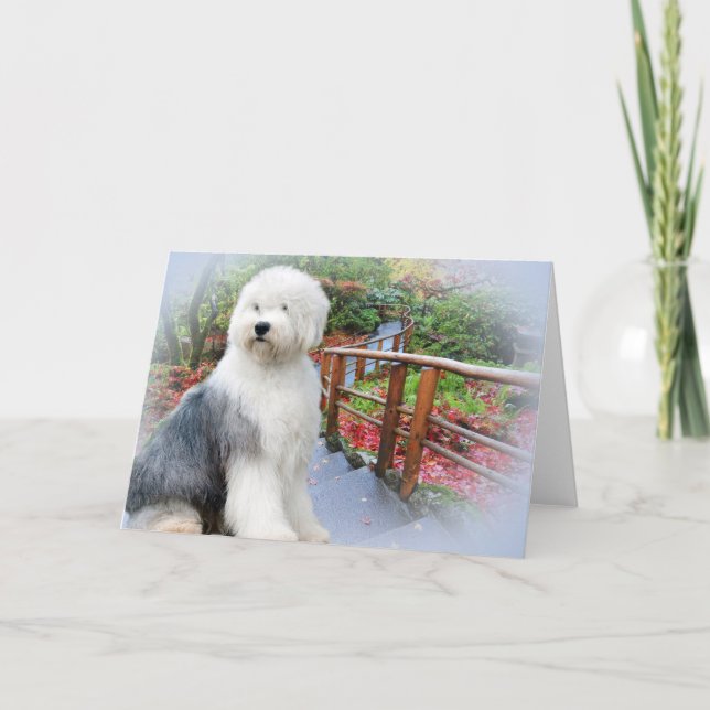 Cartão Old English Sheepdog Spring Day (Frente)