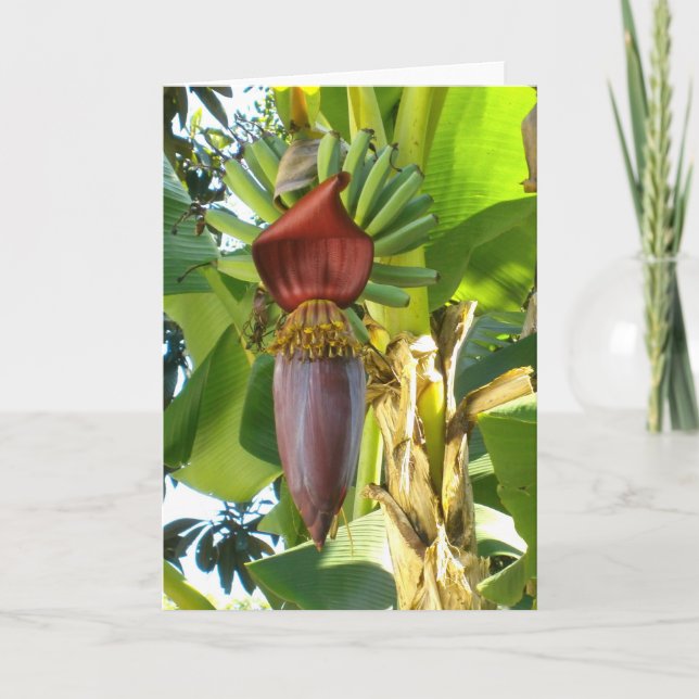 Cartão OLD FLORIDA BANANAS Greeting Card (Frente)