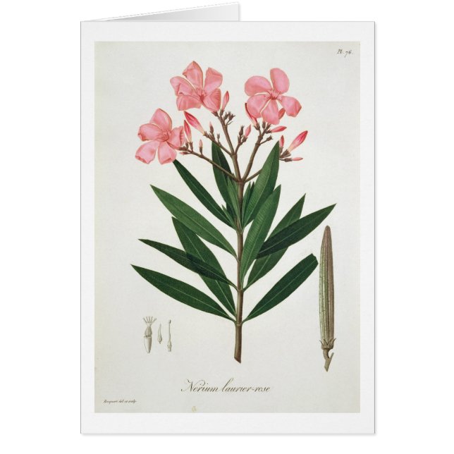 Cartão Oleander de "Phytographie Medicale" pelo Ro de (Frente)
