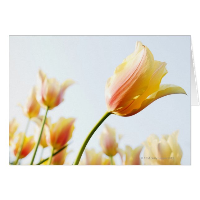 Cartão olhando para as tulipas crescendo em um jardim (Frente Horizontal)