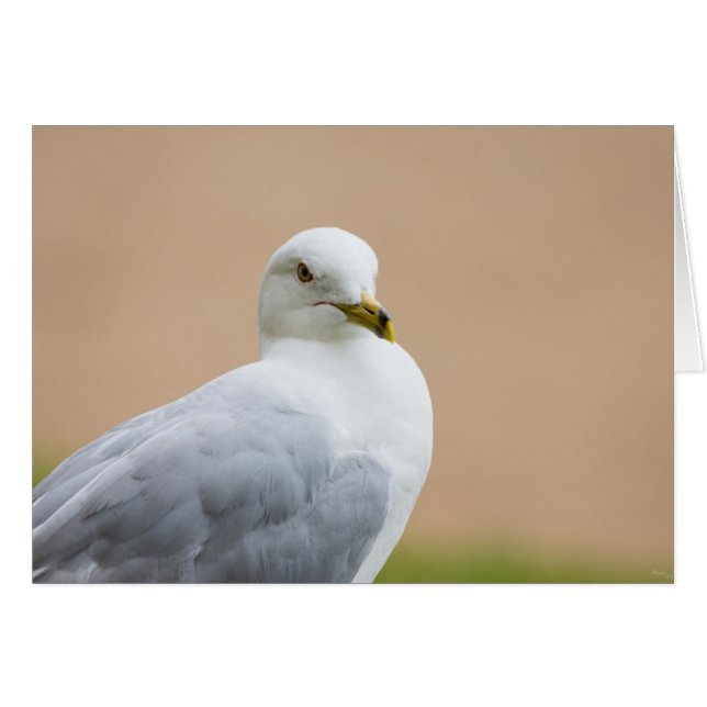 Cartão Olhando para fora (Frente horizontal)