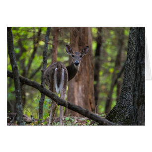 Cartão Olhando Para Trás