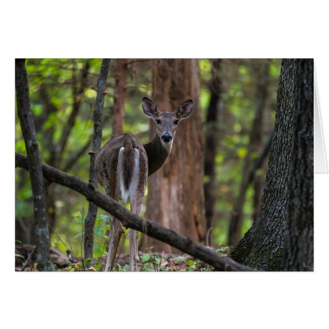 Cartão Olhando Para Trás (Frente horizontal)