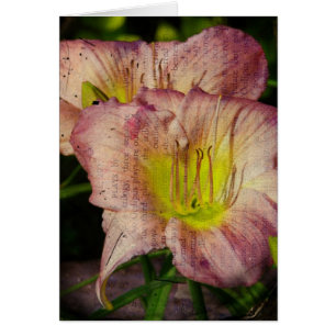 Cartão Olhar Daylily Engraçado
