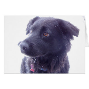 Cartão Olhar interessado