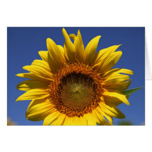 Cartão Olhar para um boo