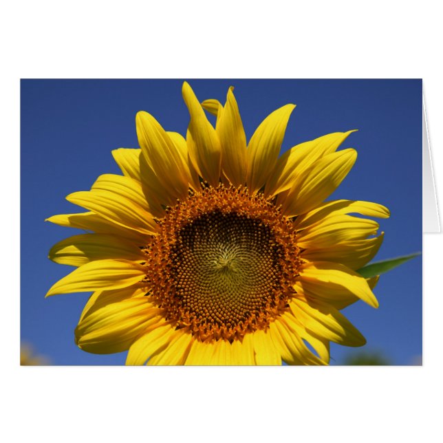 Cartão Olhar para um boo (Frente Horizontal)