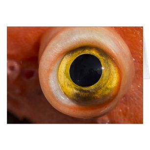 Cartão Olho De Peixe-Foguete
