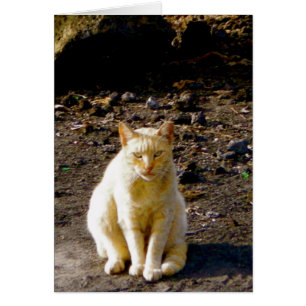 Cartão Olho De Pele De Gato Engraçado