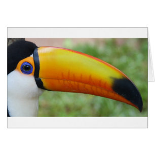 Cartão Olho do tucano