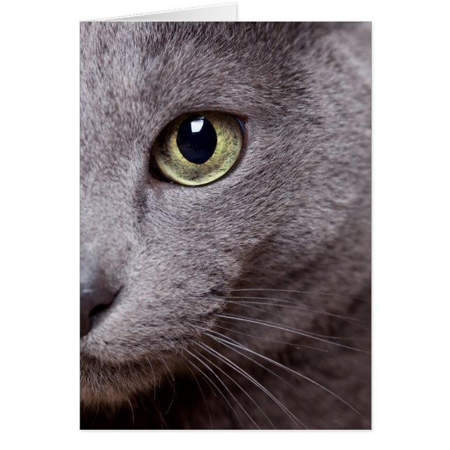 Cartão Olho Gato (Frente)