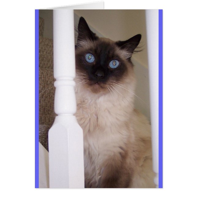 Cartão Olhos Azuis (Frente)