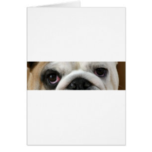 Cartão olhos de buldogue