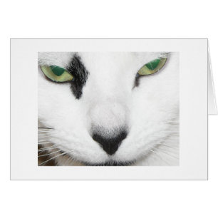 Cartão Olhos de Gato
