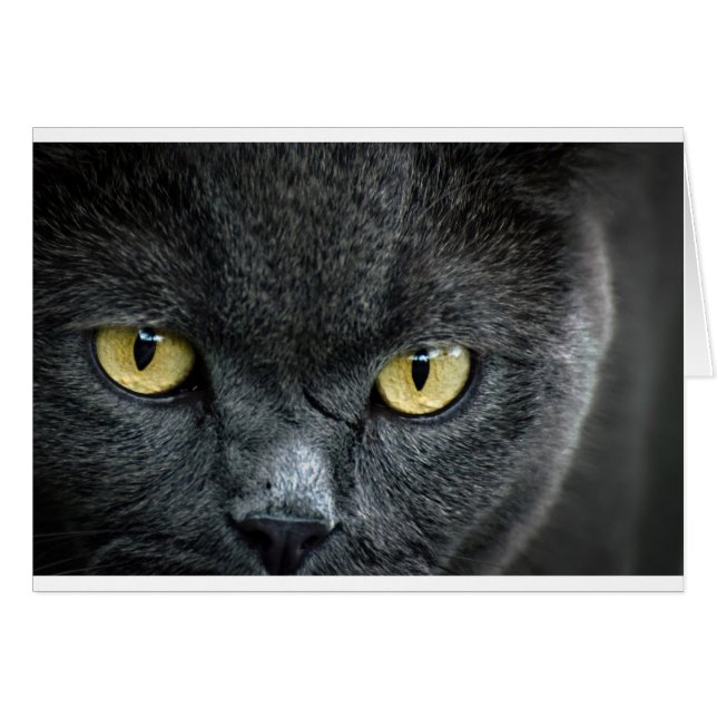 Cartão Olhos de Gato Assustadores (Frente Horizontal)