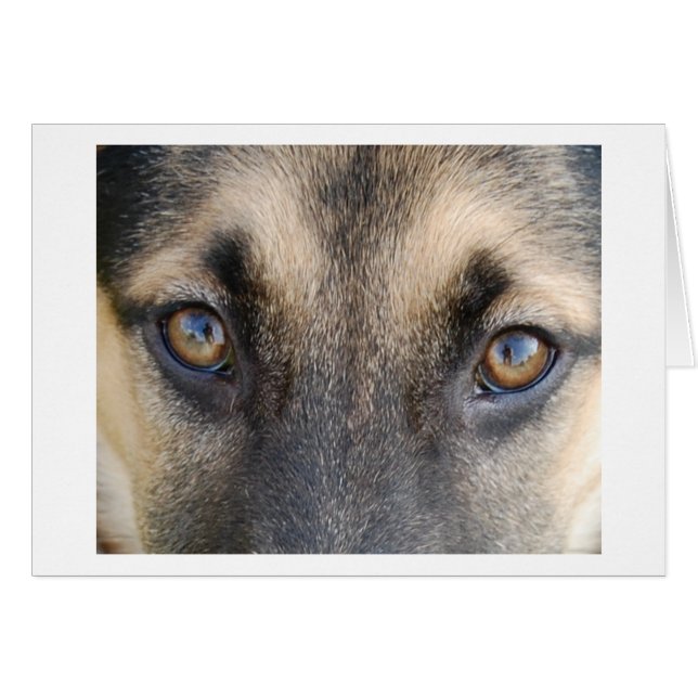 Cartão Olhos de german shepherd (Frente Horizontal)