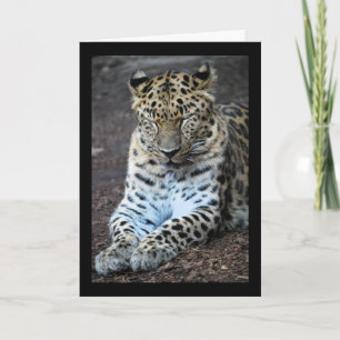 Cartão Olhos de Leopardo Fechados